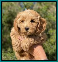 Hunnie Patrick Parson pups 7 wks old 211