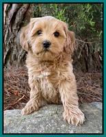 Hunnie Patrick Parson pups 7 wks old 241