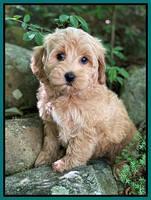 hunnie Patrick Parson 8 wks old 141