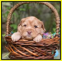 Hunnie Patrick Parson pups 4 wks old 341