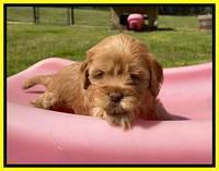 Hunnie Patrick Parson pups 5 wks old 311