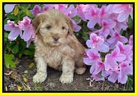 Hunnie Patrick Parson pups 6 wks old 331