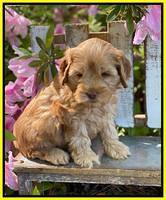 Hunnie Patrick Parson pups 6 wks old 341