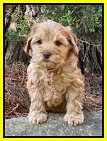 Hunnie Patrick Parson pups 7 wks old 281