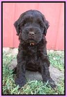 Ivory Champ pups 6 wks old 81
