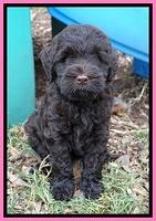 Ivory Champ pups 7 wks old71