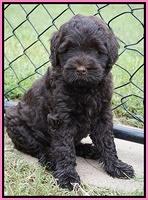 Ivory Champ pups 7 wks old81