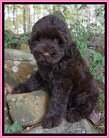 Ivory Champ pups 8 wk old 51