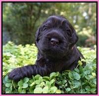 Ivory Champion pups 2 wks old 31