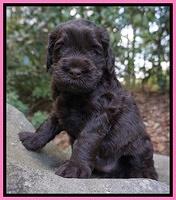 Ivory Champion pups 4 wks old 21