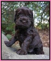 Ivory Champion pups 4 wks old 31