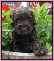 Ivory Champion pups 5 wks old 71