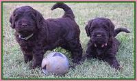 Ivory Champion pups 5 wks old 91