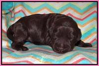Ivory Chmapion pups 1 week old 11