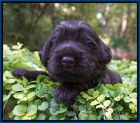 Ivory Champion pups 2 wks old 51