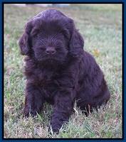 Ivory Champion pups 5 wks old 31
