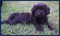 Ivory Champion pups 5 wks old 51