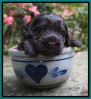 Ivory Champ pups 3 wks old 71