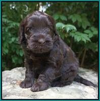 Ivory Champion pups 4 wks old 81