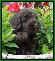 Ivory Champion pups 5 wks old 121