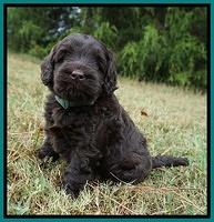 Ivory Champion pups 5 wks old 131