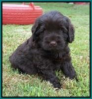Ivory Champion pups 5 wks old 61