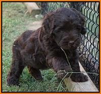 Ivory Champ pups 6 wks old 141