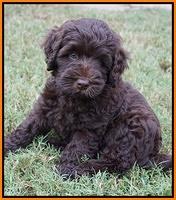 Ivory Champ pups 7 wks old151