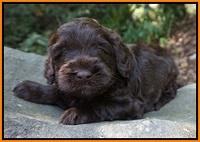 Ivory Champion pups 4 wks old 111