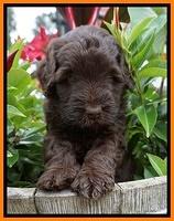 Ivory Champion pups 5 wks old 221