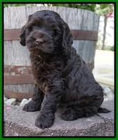 Ivory Champ pups 6 wks old 181