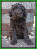 Ivory Champ pups 6 wks old 191
