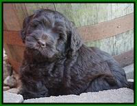 Ivory Champ pups 6 wks old 201