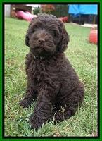 Ivory Champ pups 7 wks old201