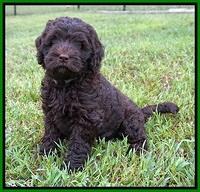 Ivory Champ pups 7 wks old211