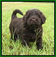 Ivory Champion pups 5 wks old 291