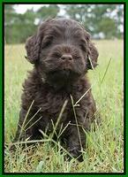 Ivory Champion pups 5 wks old 301