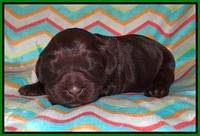 Ivory Chmapion pups 1 week old 161