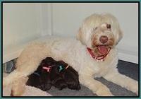 Ivory Champ pups newborn 11