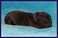 Ivory Champ pups newborn 73