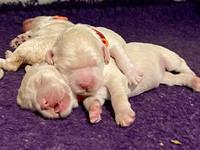 Ivory Dansby pups 1 wk old 11