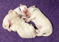 Ivory Dansby pups 1 wk old 31