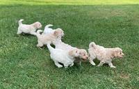 Ivory Dansby pups 6 wks old 3150