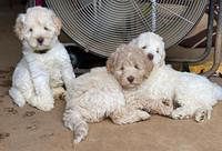 Ivory Dansby pups 7 wks old 331
