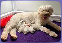 ivory Tucker newborn pictures 111