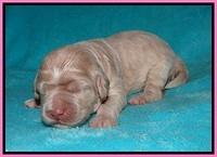 Ivory Dansby pups 1 wk old 81
