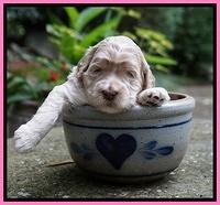 Ivory Dansby pups 3 wks old 51