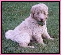 Ivory Dansby pups 7 wks old 81