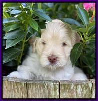 Ivory Dansby pups 5 wks old 141