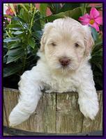 Ivory Dansby pups 5 wks old 151